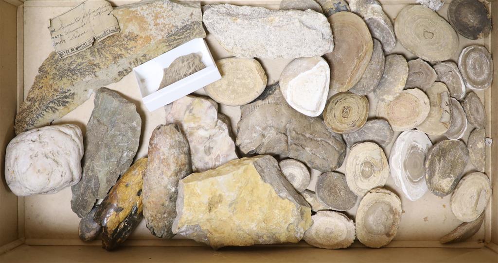 A large collection of fossil marble and fossil specimens, collected before 1970, largest 19.5cm, in two boxes